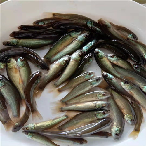 佛山丁桂鱼苗 
