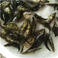 广州鳜鱼桂花苗价格 