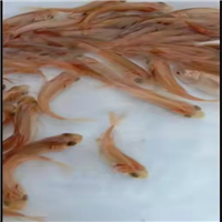广州**鲢鱼苗批发