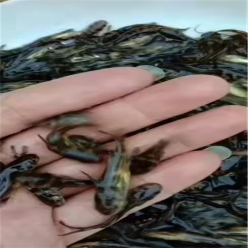 惠州黄骨鱼苗批发