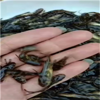 惠州黄骨鱼苗批发