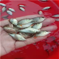 惠州淡水仓鱼苗 