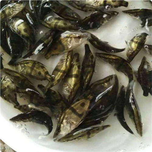 广州鳜鱼桂花苗价格 