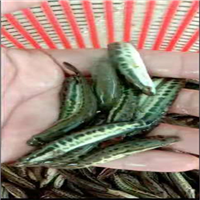 广州杂交黑鱼苗批发