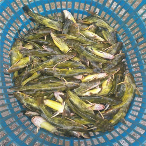 广东黄骨鱼苗价格