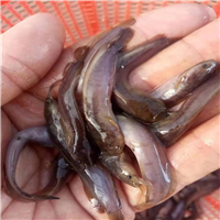 广东土塘虱苗a三黄土塘虱苗