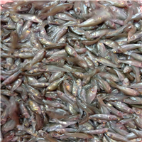 广东禾花鲤鱼苗批发 
