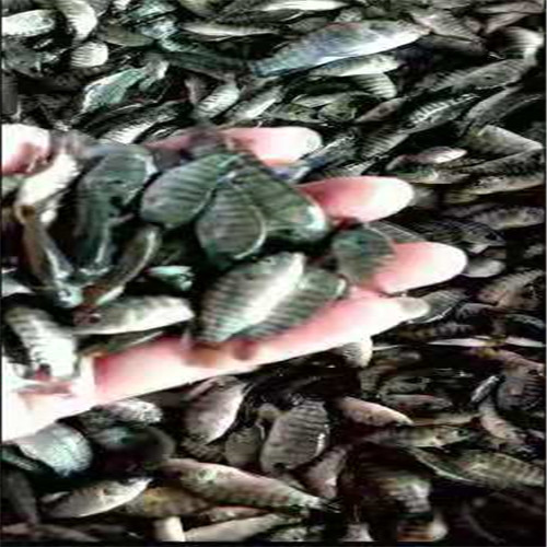 惠州罗非鱼苗a海南一号脆肉罗非鱼苗 