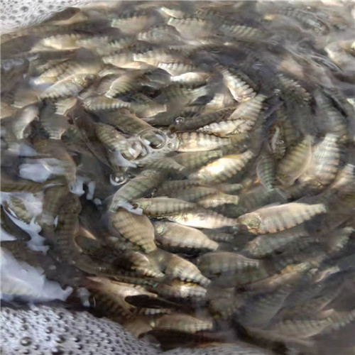 海南一号脆肉罗非苗 