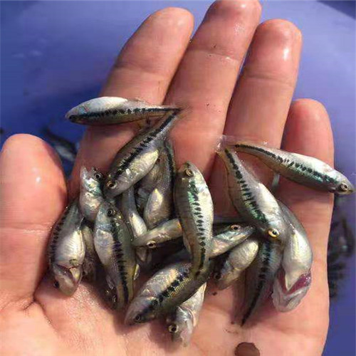佛山供应鲈鱼苗
