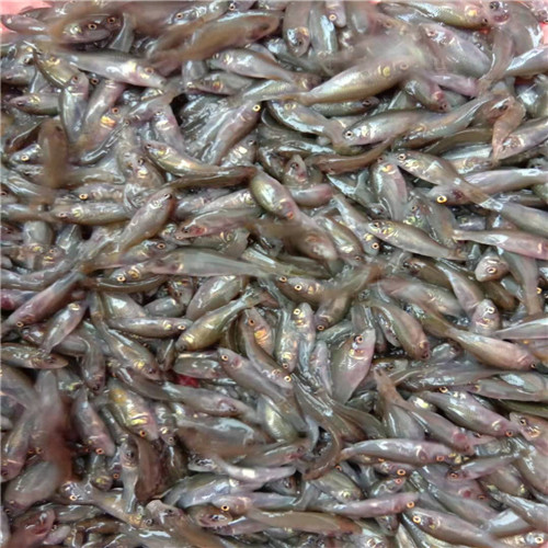 广东禾花鲤鱼苗批发 