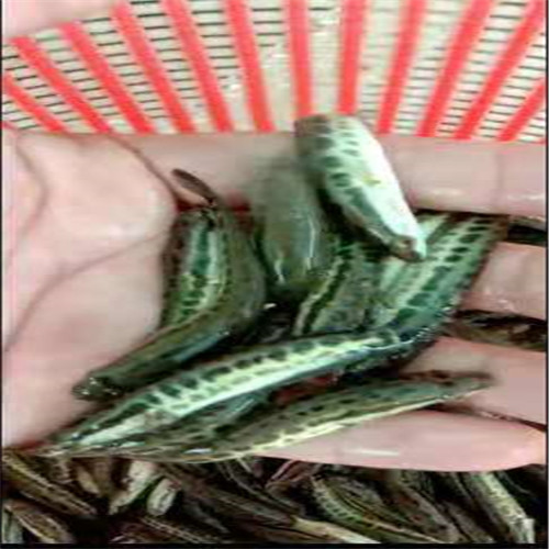 广州杂交黑鱼苗批发