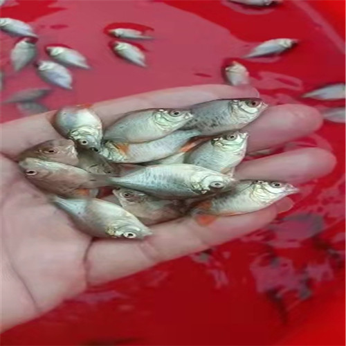 惠州淡水仓鱼苗 