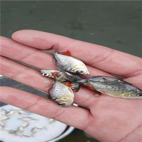 广州淡水仓鱼苗 