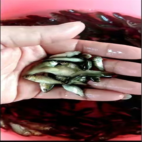 广州鲫鱼苗a中科三号鲫鱼苗