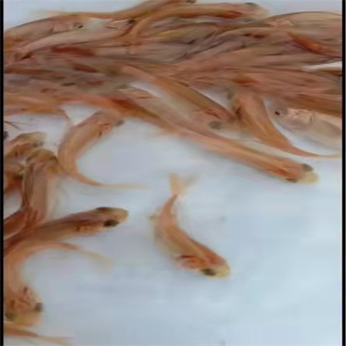 广州**鲢鱼苗批发