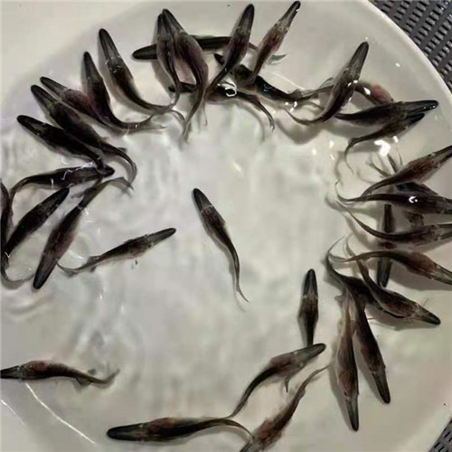 广州鸭嘴鱼苗养殖