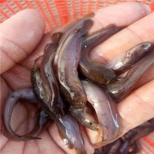 广东土塘虱苗a三黄土塘虱苗