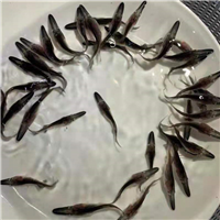 广州鸭嘴鱼苗养殖