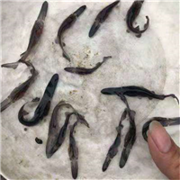 广东鸭嘴鱼苗价格