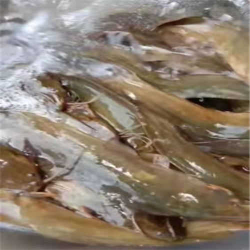 广州土塘虱苗a三黄土塘虱苗