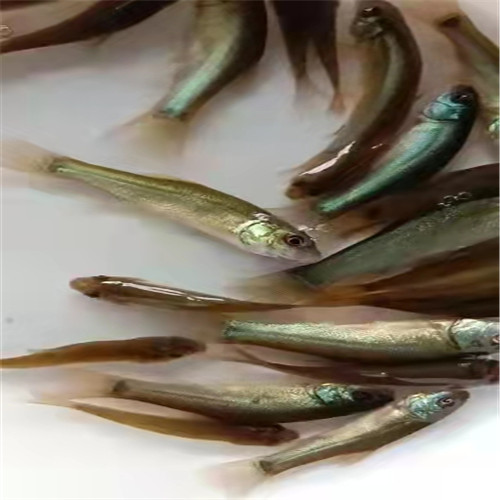 广州丁桂鱼苗 