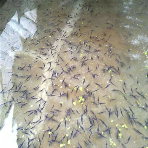 广州鸭嘴鱼苗批发