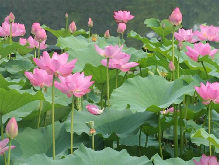 辽宁荷花种苗@供应耐寒荷花种苗@台安荷花苗 
