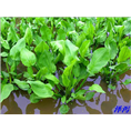 泽泻供应|东北泽泻苗哪里有|东北水生植物 