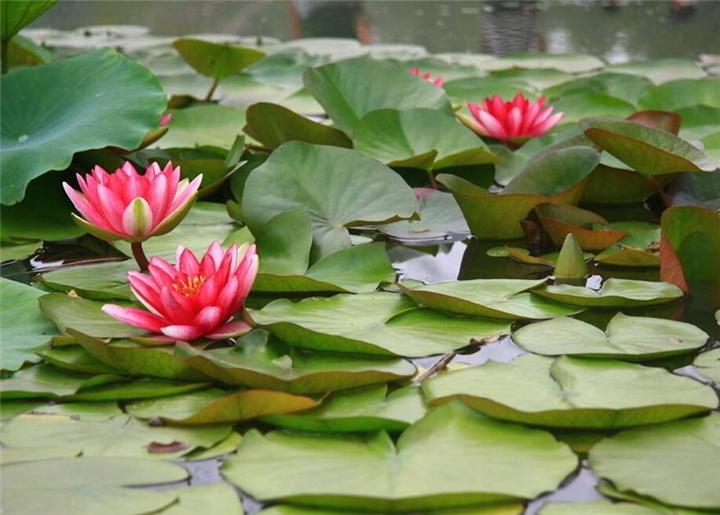 东北水生花卉|睡莲苗出售|东北睡莲苗供应 