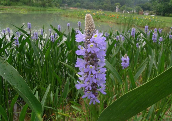 辽宁鞍山梭鱼草种植，梭鱼草种苗价格 