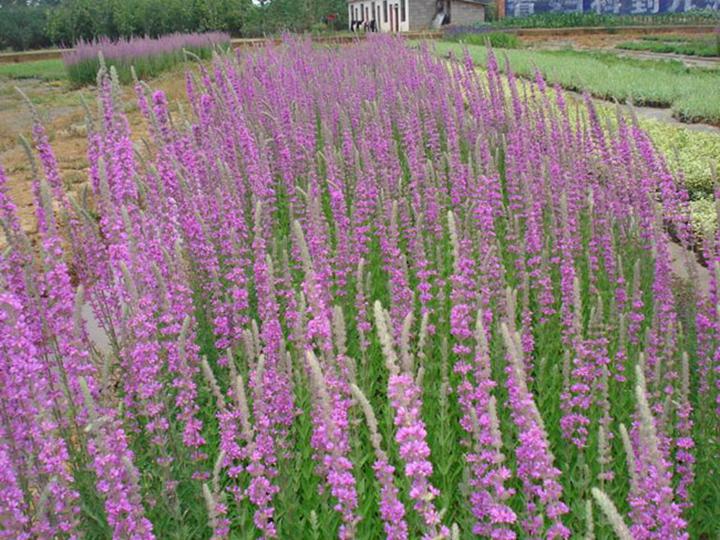 东北千屈菜、东北辽宁千屈菜种植基地 