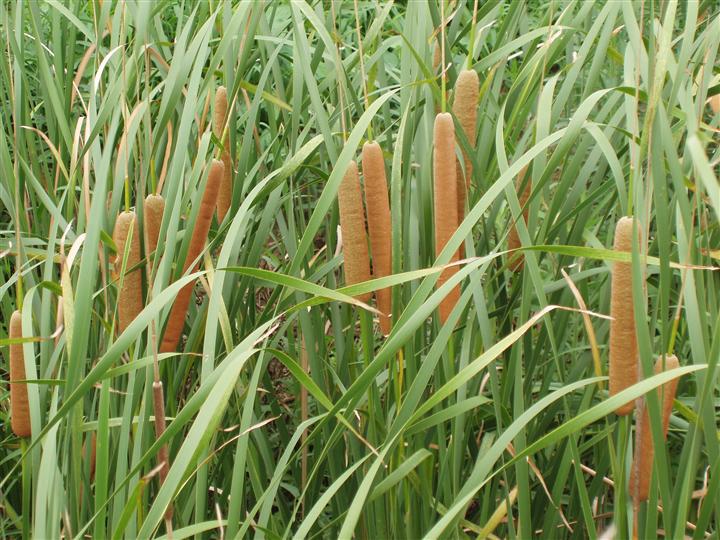 大量供应香蒲、辽宁香蒲、辽宁香蒲种植基地 
