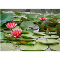 东北水生花卉|睡莲苗出售|东北睡莲苗供应 