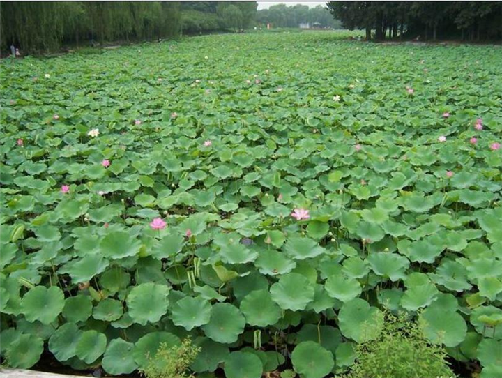 辽宁荷花种苗_辽宁哪里有卖荷花的 