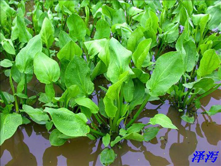 泽泻供应|东北泽泻苗哪里有|东北水生植物 