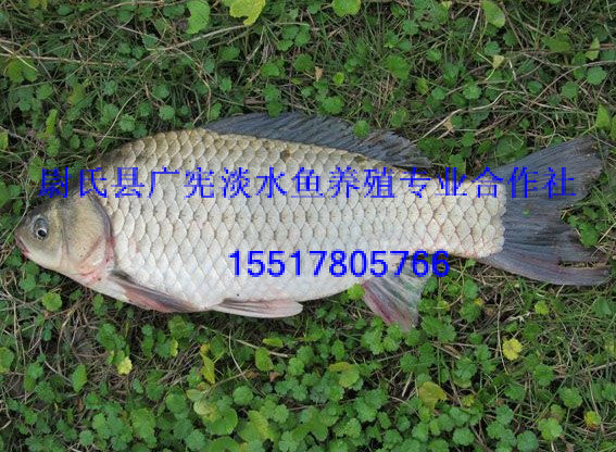 鲤鱼苗|鲤鱼苗价格|鲤鱼苗批发 