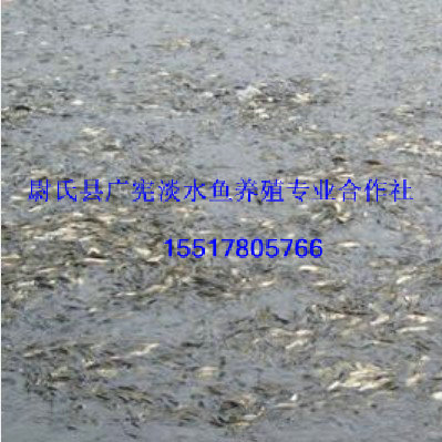 河南鲤鱼苗|供应鲤鱼苗|求购鲤鱼苗 