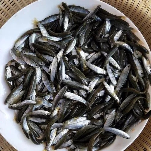 开封青鱼苗价格