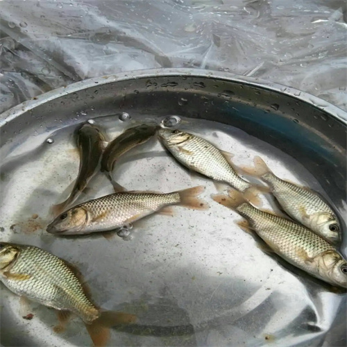 开封鲤鱼苗批发
