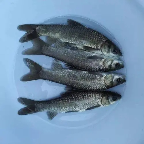 开封青鱼苗批发