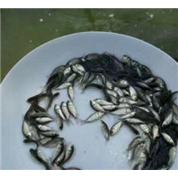 河南鱼苗批发｜哪里有卖草鱼苗的 