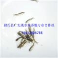 草鱼苗|草鱼苗价格|草鱼苗多少钱一斤 