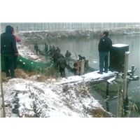 冒雪拉鱼|河南鱼苗批发 