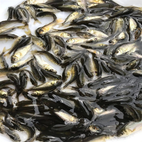 开封鲤鱼苗