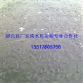草鱼苗|供应草鱼苗|出售草鱼苗 