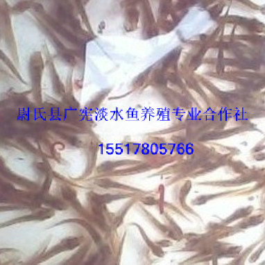 鲢鱼苗批发价格|哪里有鲢鱼苗卖 