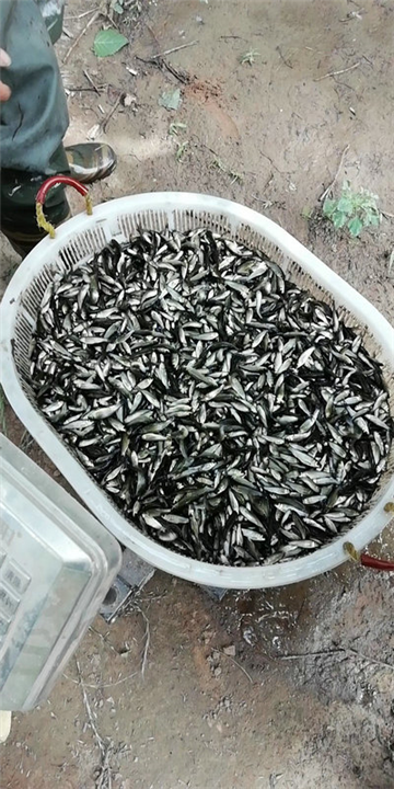 一斤200尾草鱼苗出售｜河南草鱼苗批发 