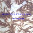 鲢鱼苗批发价格|哪里有鲢鱼苗卖 