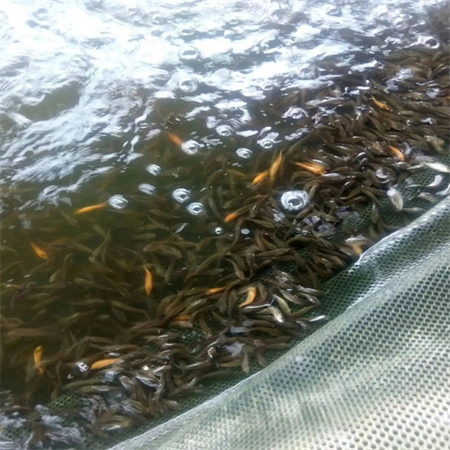 开封鲤鱼苗
